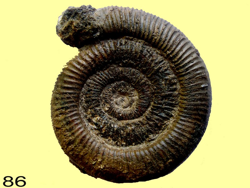 Dactylioceras